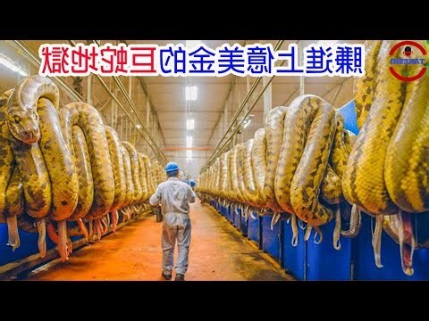 蛇 養殖